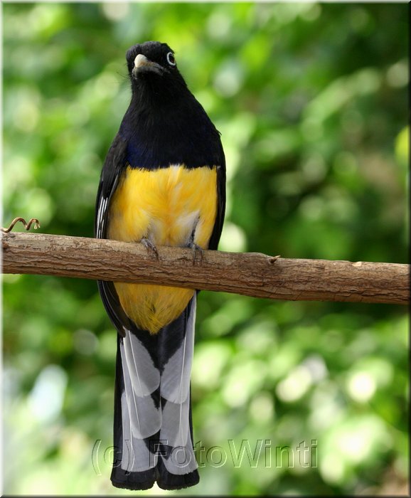 Trogon viridis.JPG