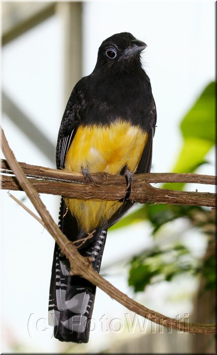 Trogon viridis2.JPG