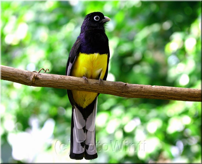 Trogon viridis3.JPG