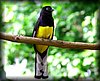 Trogon viridis3.JPG