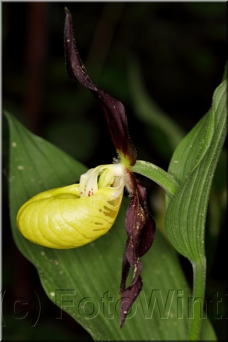 Cypripedium calceolus.JPG