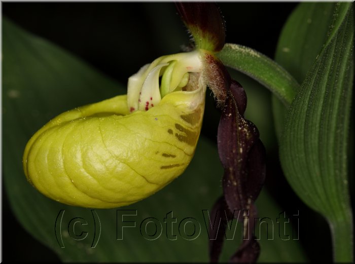 Cypripedium calceolus2.JPG