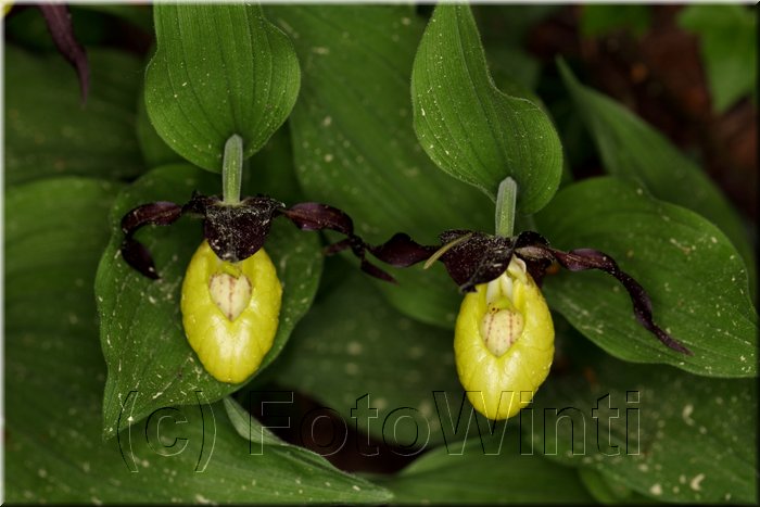 Cypripedium calceolus3.JPG