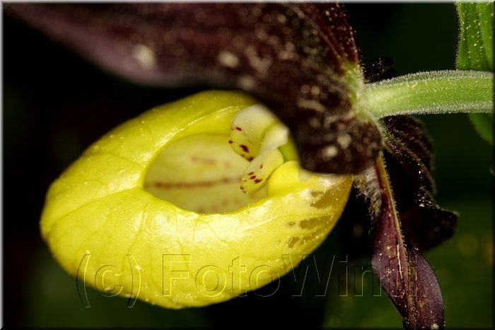 Cypripedium calceolus5.JPG