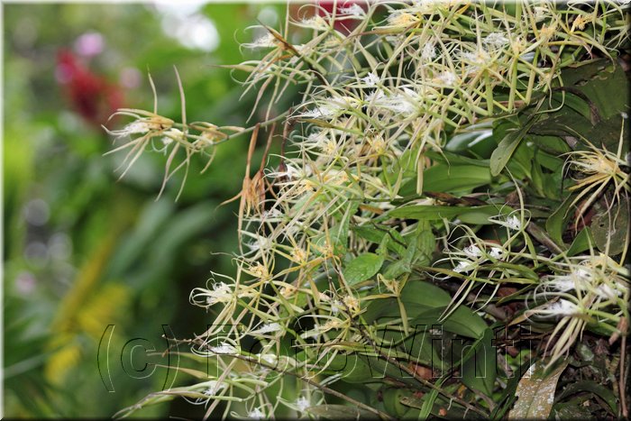 Epidendrum radicans 1.JPG