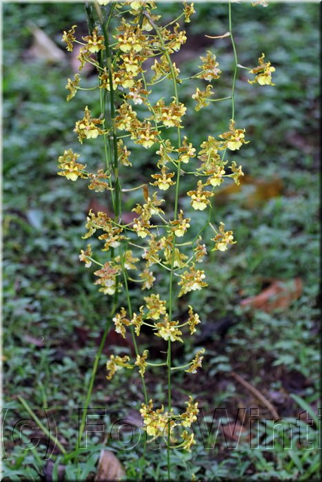 Oncidium 1.JPG