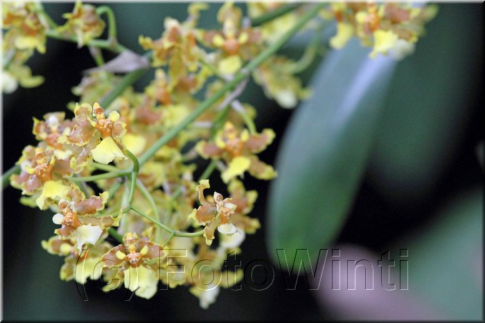 Oncidium 2.JPG