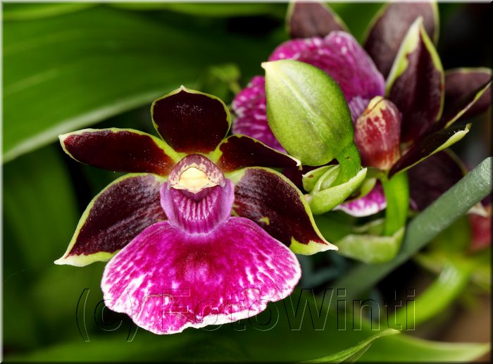 Orchid1.JPG