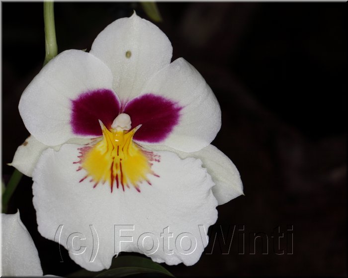 Orchid2.JPG