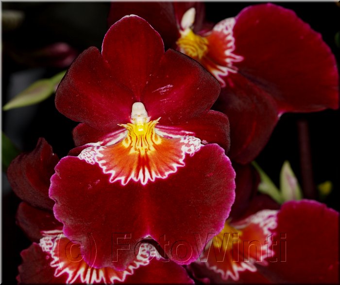 Orchid5.JPG