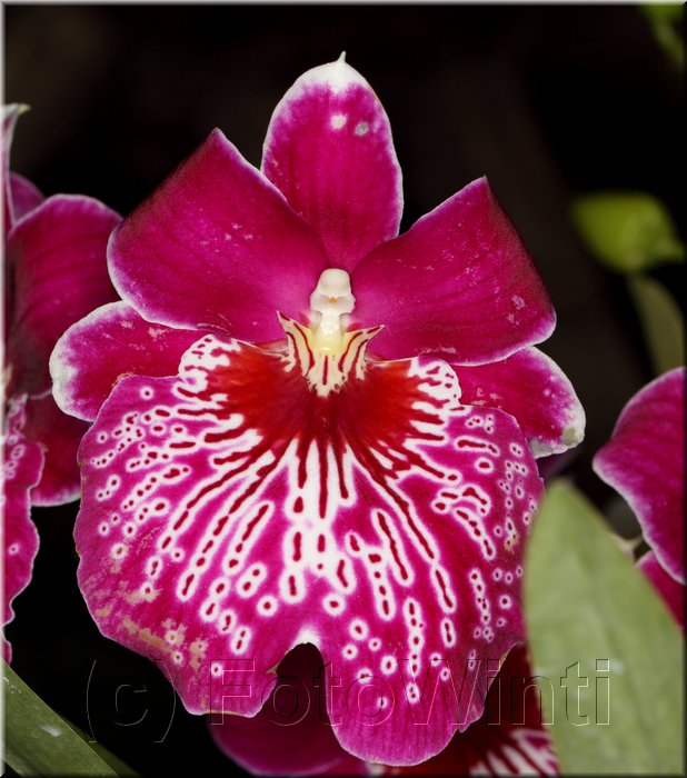 Orchid6.JPG