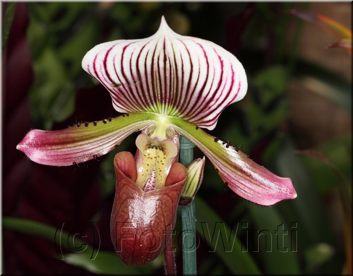 Paphiopedilum.JPG