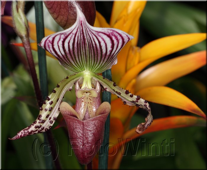 Paphiopedilum2.JPG