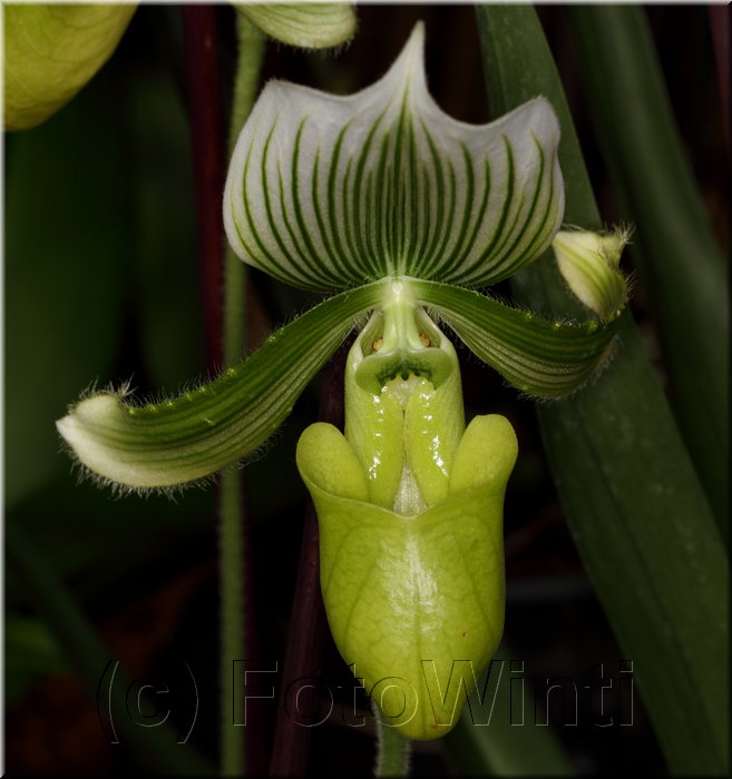 Paphiopedilum3.JPG