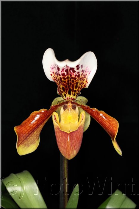 Paphiopedilum4.JPG