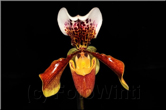 Paphiopedilum5.JPG