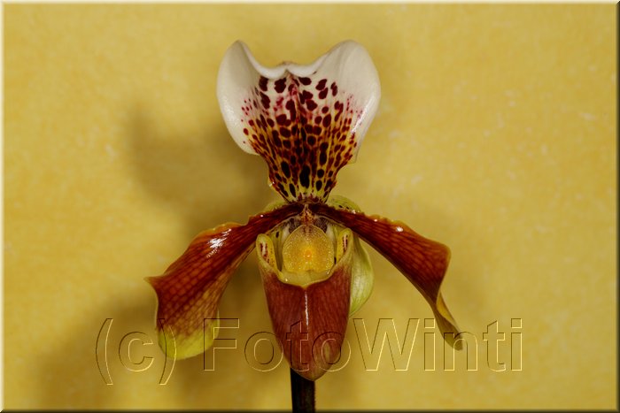 Paphiopedilum6.JPG