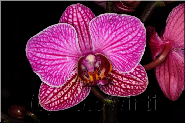 Phalaenopsis.JPG