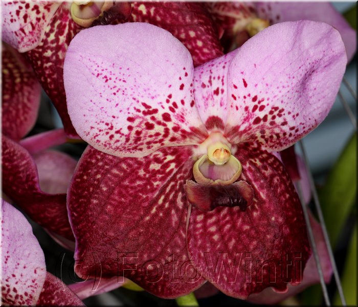 Phalaenopsis10.JPG