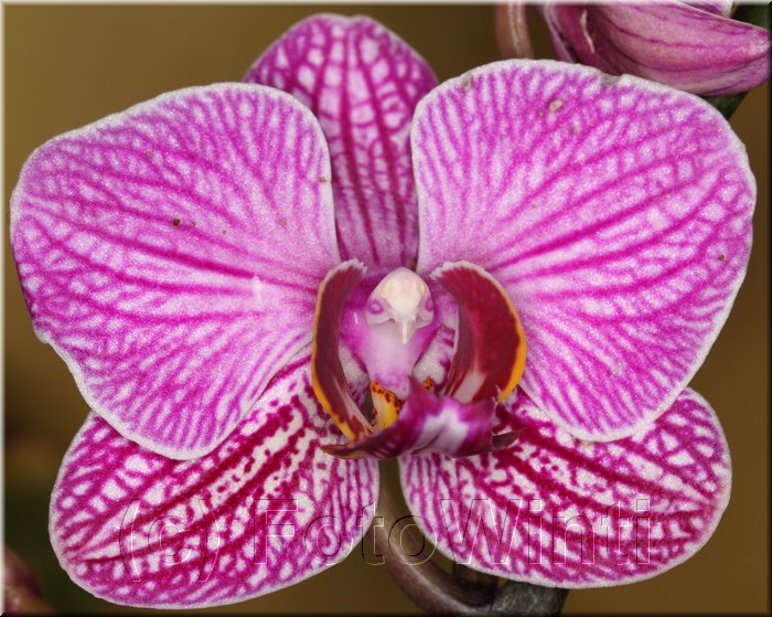 Phalaenopsis2.JPG