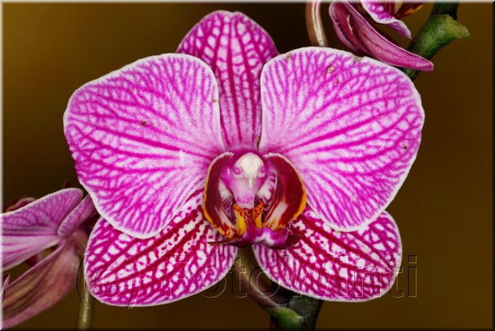 Phalaenopsis2a.JPG