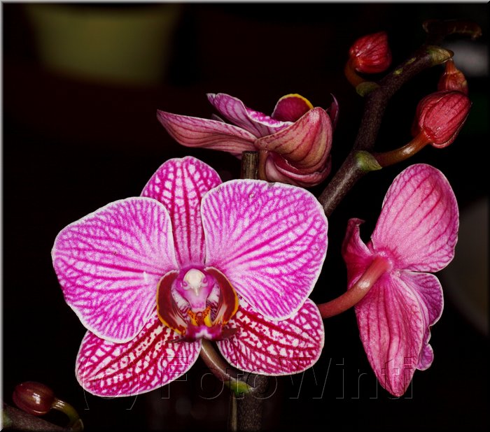 Phalaenopsis3.JPG