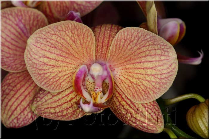 Phalaenopsis4.JPG