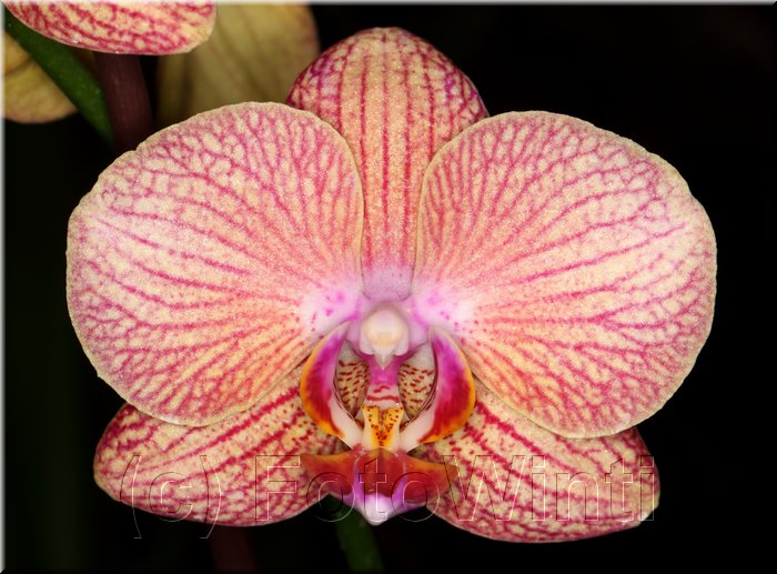 Phalaenopsis5.JPG