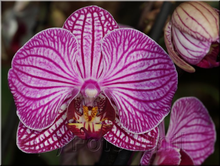 Phalaenopsis6.JPG