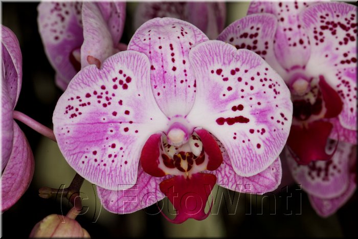 Phalaenopsis7.JPG