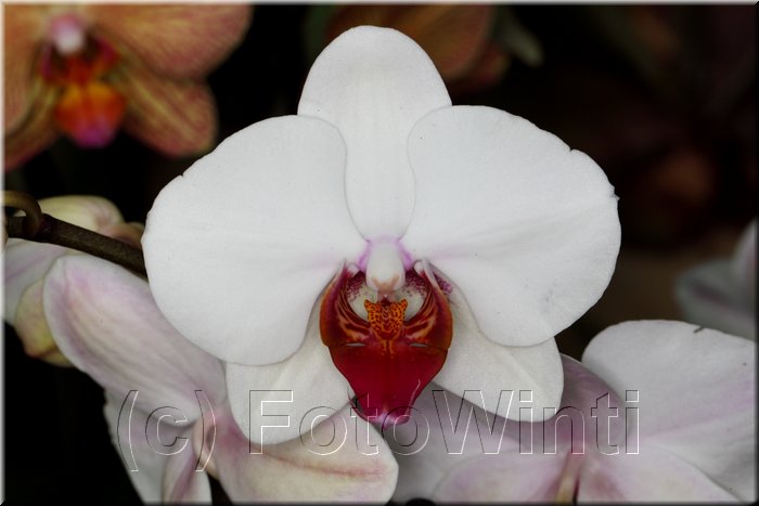 Phalaenopsis8.JPG