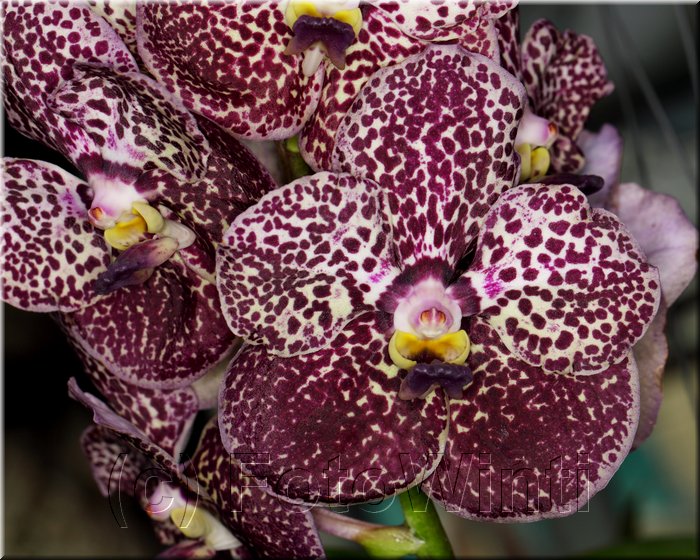 Phalaenopsis9.JPG