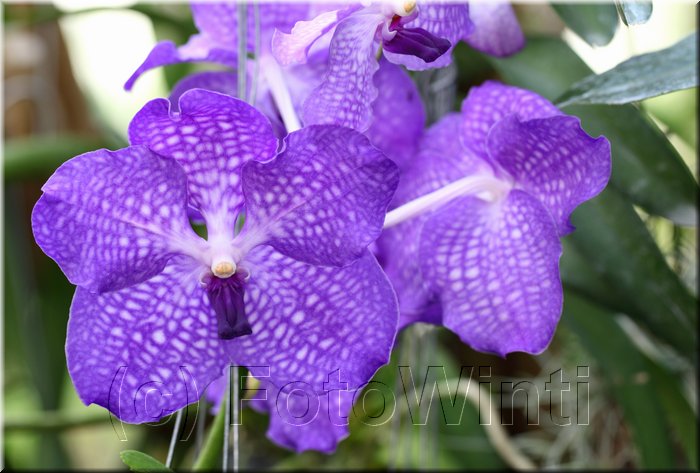 Vanda Blue Magic.JPG