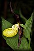 Cypripedium calceolus.JPG