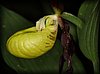 Cypripedium calceolus2.JPG