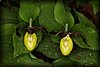 Cypripedium calceolus3.JPG