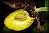 Cypripedium calceolus5.JPG