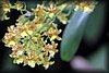 Oncidium 2.JPG