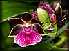 Orchid1.JPG