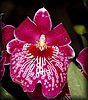 Orchid6.JPG