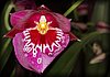 Orchid7.JPG