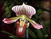 Paphiopedilum.JPG