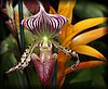 Paphiopedilum2.JPG