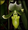 Paphiopedilum3.JPG