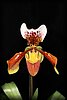 Paphiopedilum4.JPG