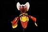 Paphiopedilum5.JPG