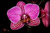 Phalaenopsis.JPG