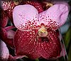 Phalaenopsis10.JPG