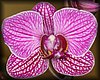 Phalaenopsis2.JPG