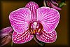 Phalaenopsis2a.JPG